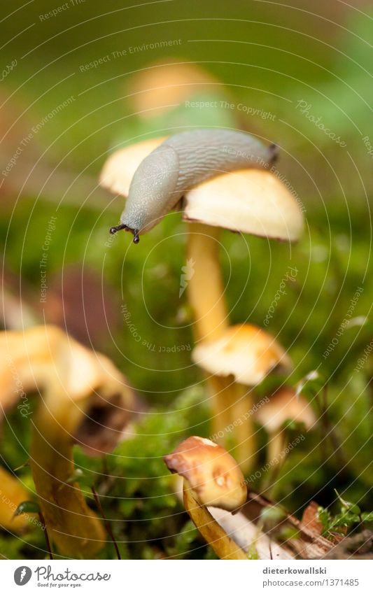 gastropoda Environment Nature Landscape Animal Mushroom Snail Slug Mollusk 1 Observe Eating Colour photo Exterior shot Deserted Copy Space bottom Day