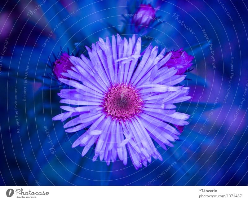 power flower Nature Plant Autumn Beautiful weather Flower Blossom Aster Garden Esthetic Friendliness Happiness Fresh Positive Blue Pink Exterior shot Close-up