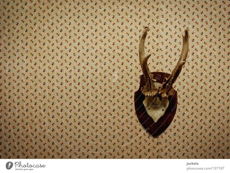 Hans Hunting Wallpaper Museum Flower Wild animal Old Brown Pride Feeble Innocent Deer Antlers Twenties The thirties Forties Hunter Trophy Old times Roe deer