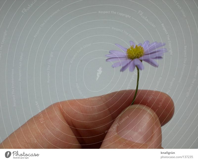 Purple Daisy Flower Plant Stalk Violet Yellow Green White Fingers Hand To hold on