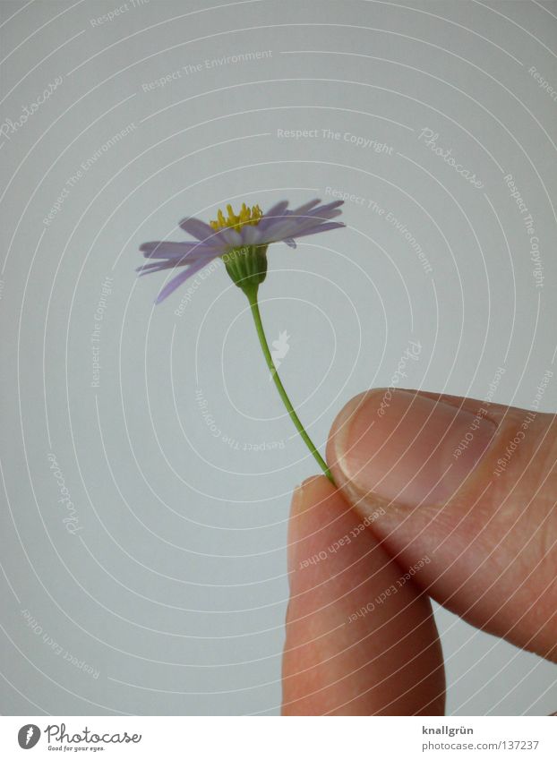 Picked Daisy Plant Flower Violet Yellow Green White Hand Fingers To hold on