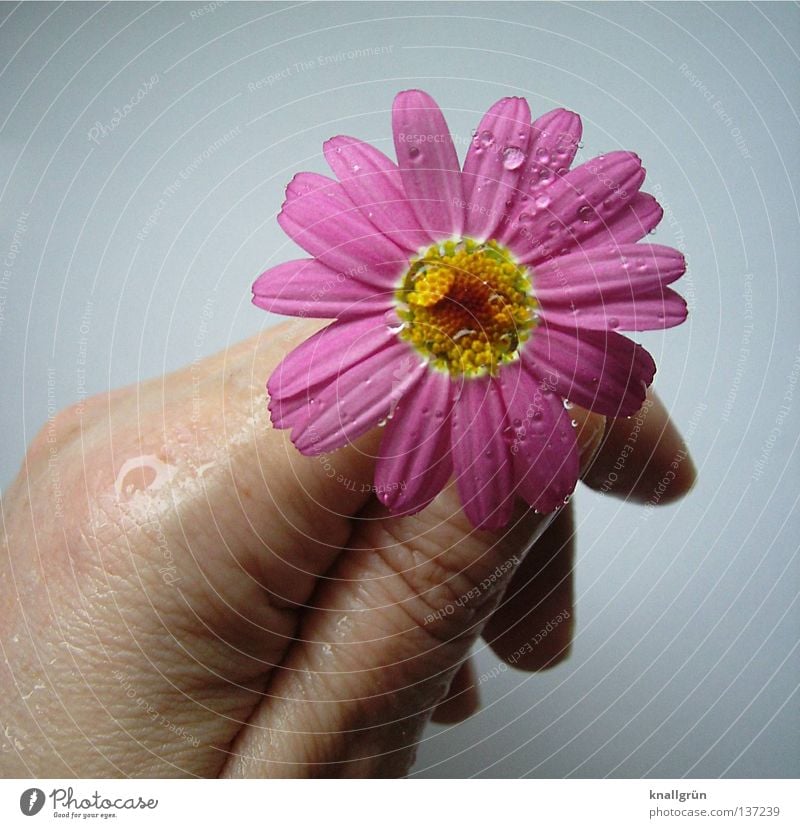 Washed with all waters Marguerite Flower Plant Pink Yellow White Wet Damp Blossom leave Hand Fingers Water To hold on Drops of water Bright