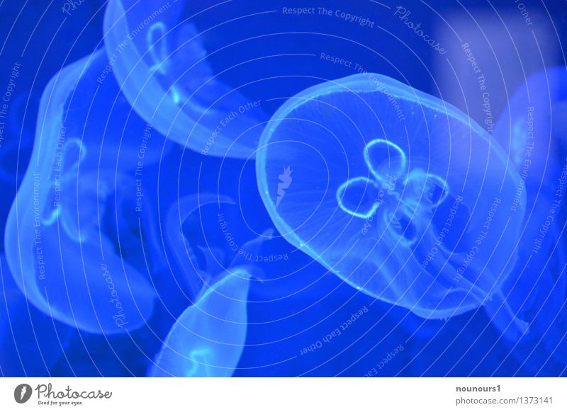 moon jellyfish Animal Wild animal Jellyfish 4 Group of animals Swimming & Bathing aurelia Marine animal Nettle animal umbrella jellyfish scyphozoa semaeostomeae