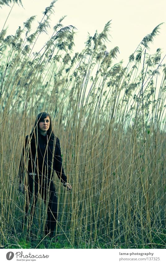 be small Expectation Hope Earnest Self-confident Self-confidence Silhouette Beautiful Vantage point Common Reed Lake Concealed Virgin forest Captured Wind