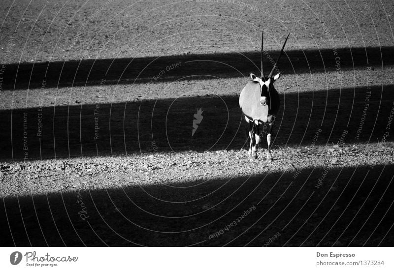 oryx Nature Animal Sand Desert Wild animal 1 Cool (slang) Gemsbok Antelope Africa Namibia Safari Point Shadow play Etosha pan Black & white photo