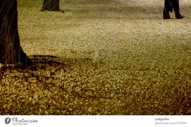 Berlin Park Tree Blossom To go for a walk Going Wood Garden Human being Chestnut tree Root Feet Legs Walking Shadow Tree trunk