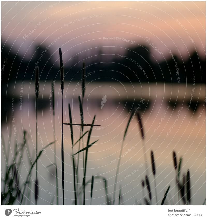 summernights° Evening sun Twilight Lake Summer Summer night Sunset Lake Obersee Common Reed Reflection Colour Warmth