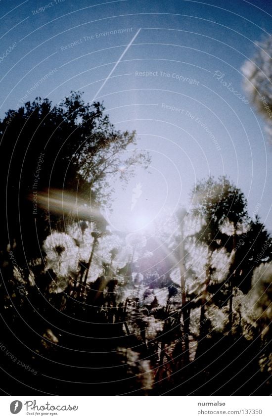 Good morning Sunday Morning Occur Dandelion Plant Fresh Tree Wilderness Airplane Vapor trail Back-light Lighting Topple over Cornfield Playing Ecological