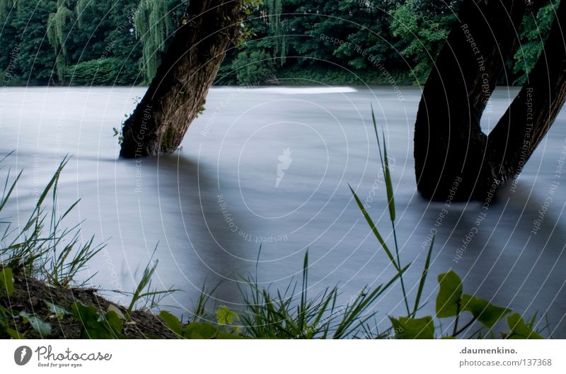 against the current Tree Meadow Grass Plant Fog Bushes Leaf Waves Long exposure Tree bark Speed Force Strong Protest Power Water River Earth Calm Exceptional