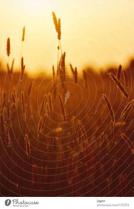 fields of gold Field Ear of corn Sunset Back-light Evening Evening sun Twilight Moody Light Cornfield Footpath Oats Feed Meadow Agriculture Straw Farm Nutrition