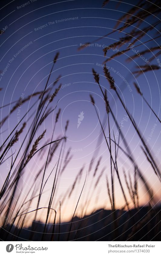 mood ii Environment Nature Landscape Plant Blue Gray Violet Orange Black White Switzerland Blade of grass Mountain Exterior shot Sky Night sky Colour photo