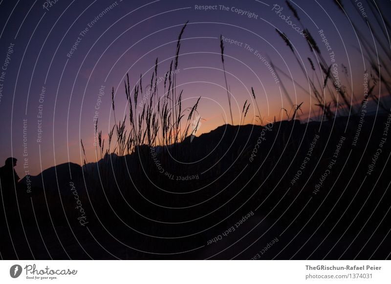 mood Environment Nature Landscape Plant Violet Orange Black Night sky Moody Grass Silhouette Bushes Sky Dark Exterior shot Colour photo Deserted Copy Space left