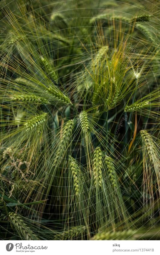 Wheat field in juicy green | spring Nature Plant Spring Beautiful weather Foliage plant Agricultural crop Field Feminine Green Joie de vivre (Vitality)