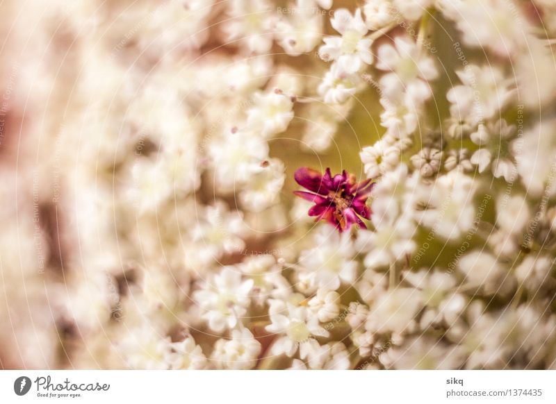 White forest flower with red pistils | Macro Environment Nature Plant Beautiful weather Flower Wild plant Meadow Forest Germany Exotic Healthy Transience Growth