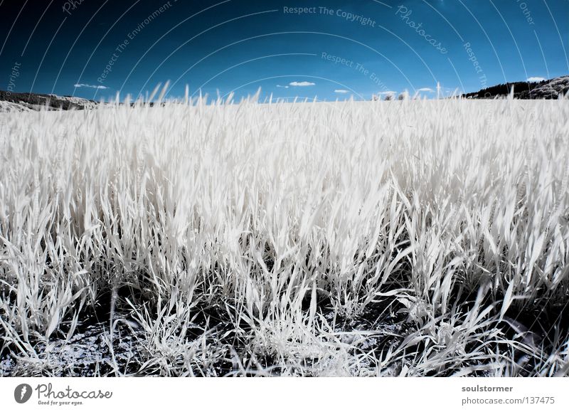 wide field in spring Infrared Meadow Passenger train Infrared color Foreign Grass Dandelion Back-light Reflection White Black Leaf Blade of grass Oxygen Survive