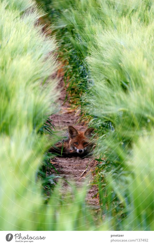 fux Animal Mammal Small Sweet Watchfulness Listening Field Agriculture Snout Scent Timidity Fear Flee Fox Lie Looking Observe Ear Earth Odor