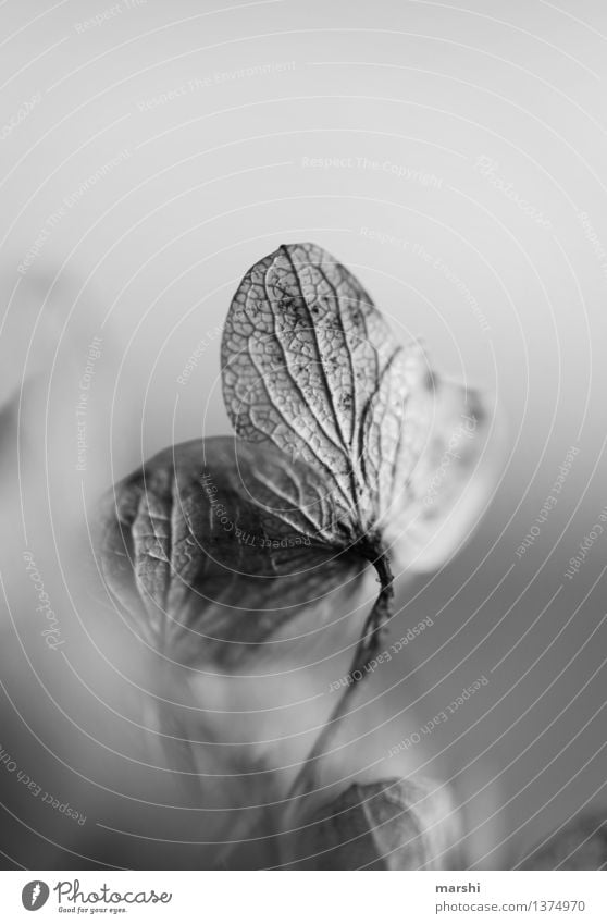 withered II Nature Plant Moody Hydrangea Blossom Garden Black & white photo Detail Flower Exterior shot Close-up Macro (Extreme close-up) Blur