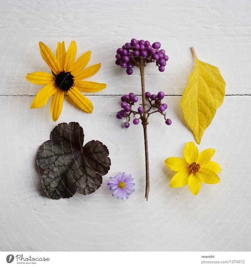 Autumn in the garden II Nature Plant Summer Tree Flower Bushes Leaf Blossom Foliage plant Agricultural crop Moody Super Still Life Yellow Violet love pearl bush