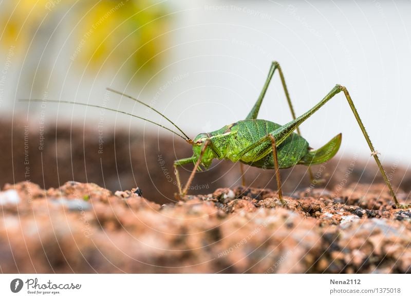 Last walk Environment Nature Animal Beautiful weather Garden Crawl Walking Green Insect Locust Speckled bush-cricket Loneliness Fatigue To go for a walk