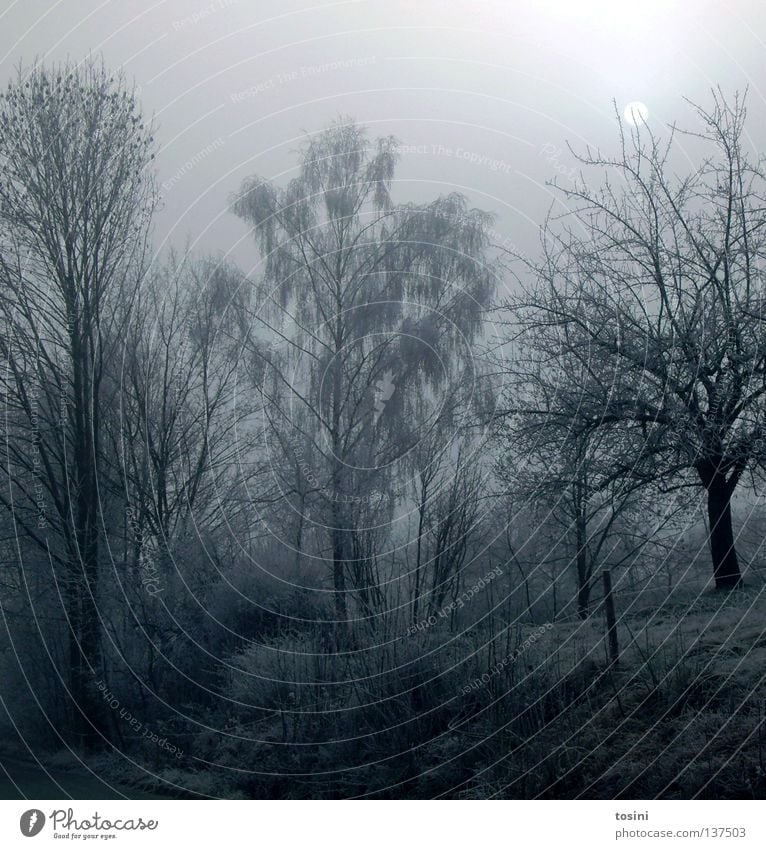 winter landscape Winter Ice Cold Tree Branch Moon Sky White Lanes & trails Fence Lighting Calm Nature Meadow Snowscape Night Frozen Seasons tosini