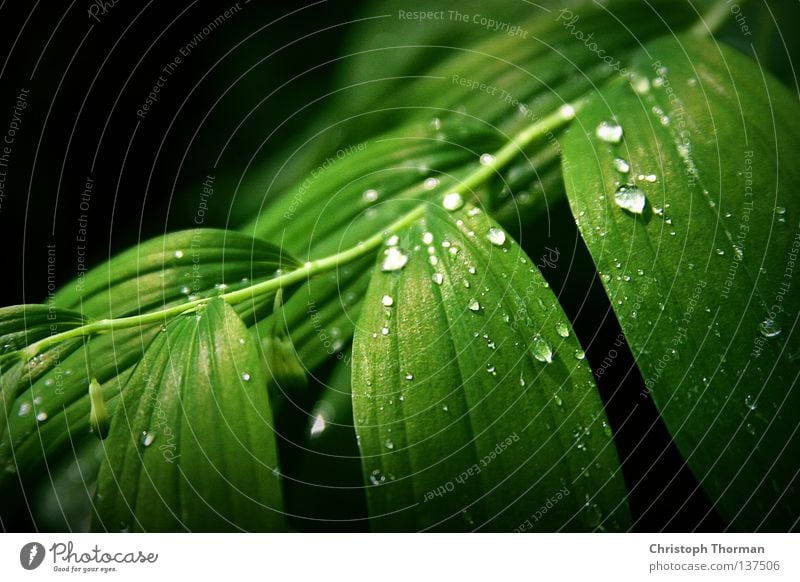 After The Rain Leaf Polygantum multiflorum Solomon's Seal Botany Plant Bushes Biology Environment Green Drops of water Fresh Dew Gale Physics Light