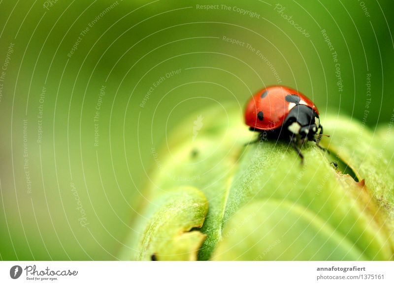 ladybugs Environment Beetle 1 Animal Green Red Ladybird Colour photo Macro (Extreme close-up) Copy Space left Copy Space top Day