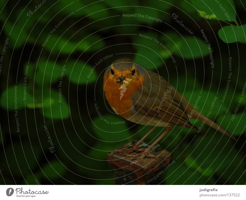 chow Robin redbreast Bird Old World flycatcher Feed Worm Beak Small Green Park Environment Colour Summer Food Nature Life