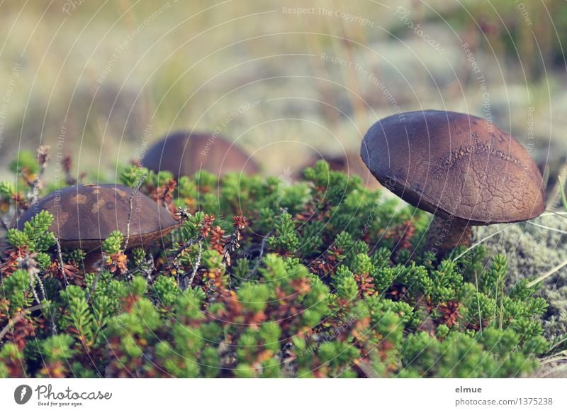 stoppable sealing fabric mushroom dish Plant Autumn Mushroom Iceland Network Vegetarian diet Mushroom cap Beatle haircut Delicious Brown Happy Trust Attentive