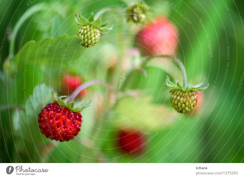 Strawberry Fruit Dessert Diet Summer Garden Nature Plant Flower Leaf Blossom Fresh Small Natural Wild Green Red White Colour ripe food healthy sweet Organic