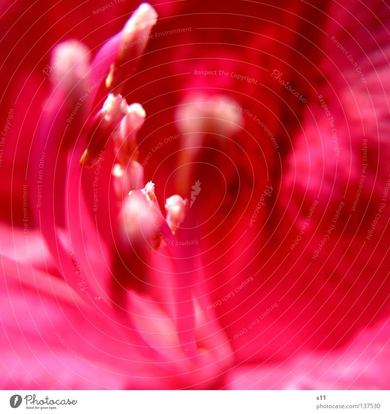 PINk Pink White Flower Blossom Plant Rhododendrom Gaudy Blossom leave Pollen Summer Macro (Extreme close-up) Close-up Nature azalea Blossoming Pistil