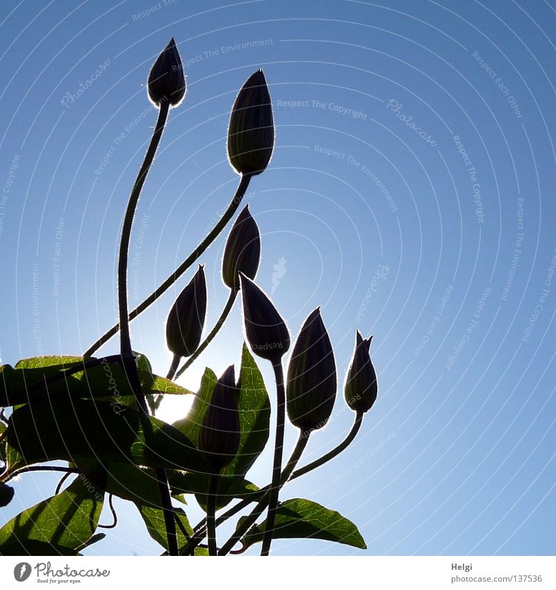 backlit Towering Wall (building) Growth Flourish Flower Blossom Stalk Long Thin Oval Plant Sun Lighting Sunbeam Spring Beautiful weather Tall Green Brown