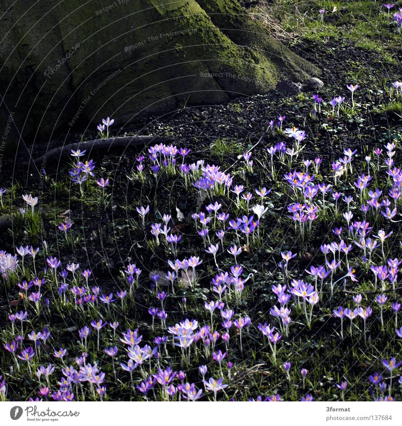 spring Spring Spring flower Symbols and metaphors Wake up Flower Thaw Beginning New start Positive Park Wilderness Plant Green Field Violet Glimmer Glittering