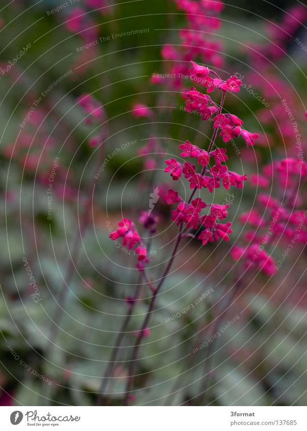 Japanese Spring Spring flower Symbols and metaphors Wake up Flower Blossom Blossoming Thaw Beginning New start Positive Park Wilderness Plant Minimal