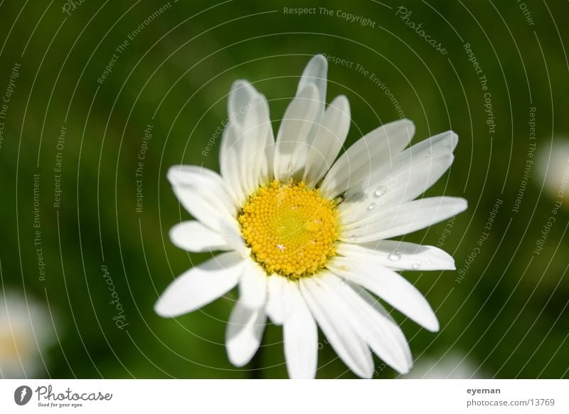 She loves me, she loves me not... Marguerite White Yellow Flower Rope