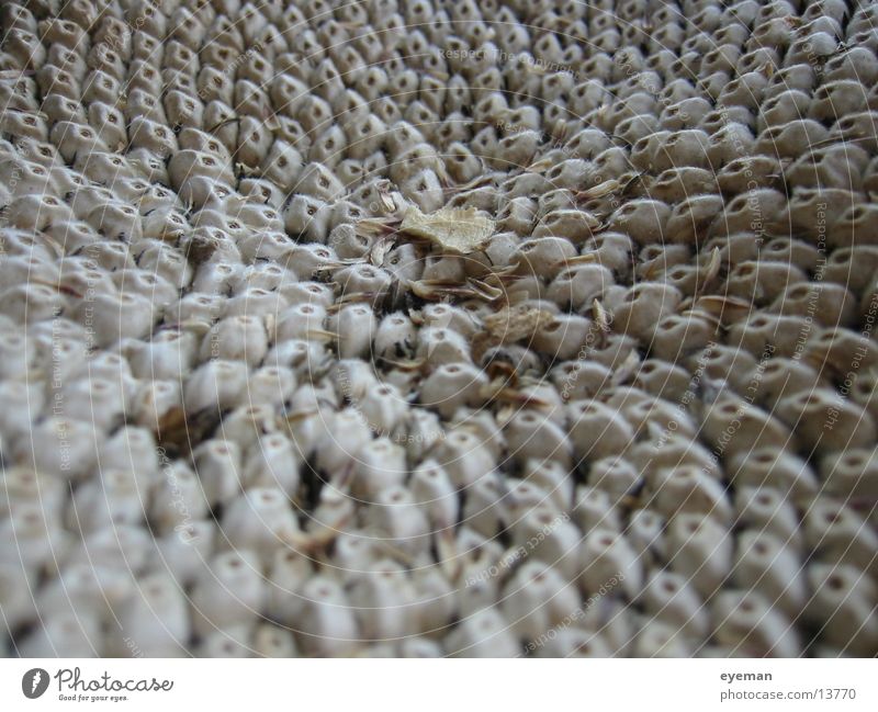 sunflower seeds Sunflower seed Macro (Extreme close-up) Dry Beige