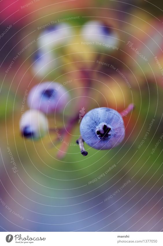 blueberries Fruit Nature Plant Bushes Moody Berries Blueberry Garden Autumn Colour photo Exterior shot Close-up Detail Macro (Extreme close-up) Deserted Blur