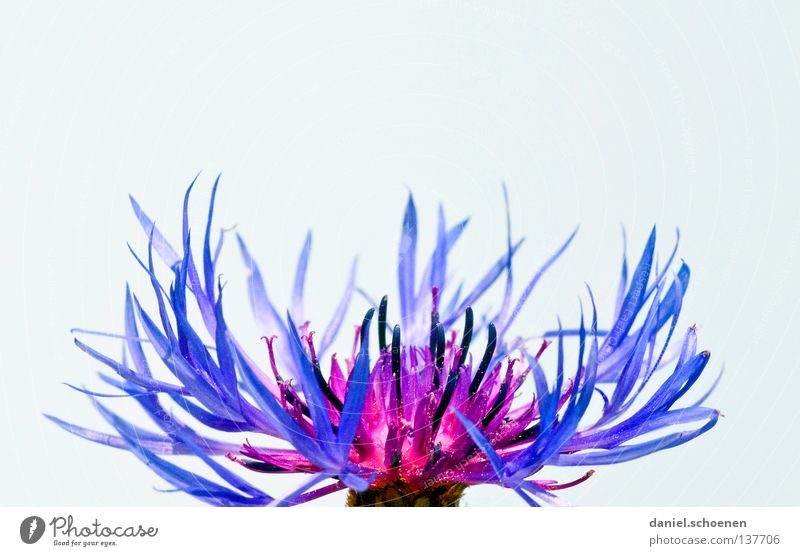 cornflower Cornflower Green Flower Blossom Knapweed Field Agriculture Ecological Summer Cornfield Sign Abstract Background picture Macro (Extreme close-up)