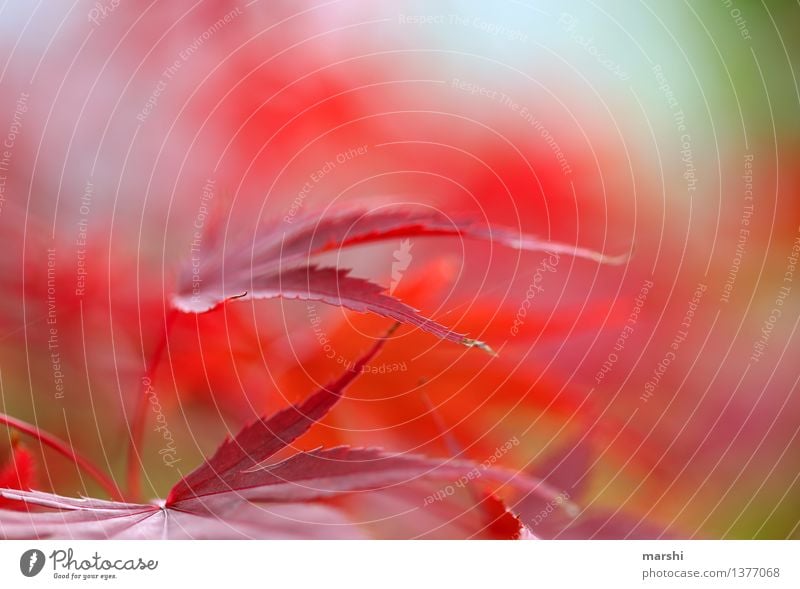 maple Environment Nature Plant Autumn Bushes Leaf Garden Moody Red Maple tree Blur Colour photo Exterior shot Close-up Detail Macro (Extreme close-up) Day