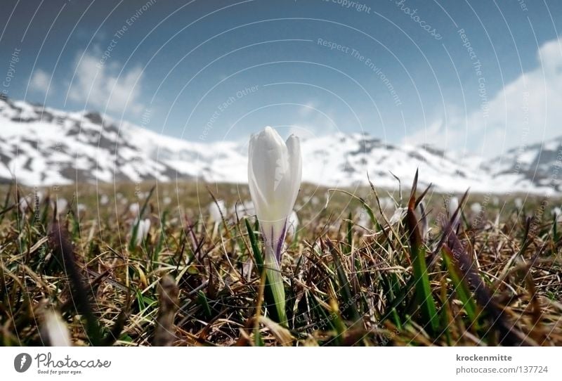 alpine spring Crocus Spring Wake up Canton Graubünden Alp Flix Switzerland Green Meadow Growth White Flower Plant Sprout Blossom Fresh Mountain meadow Jump