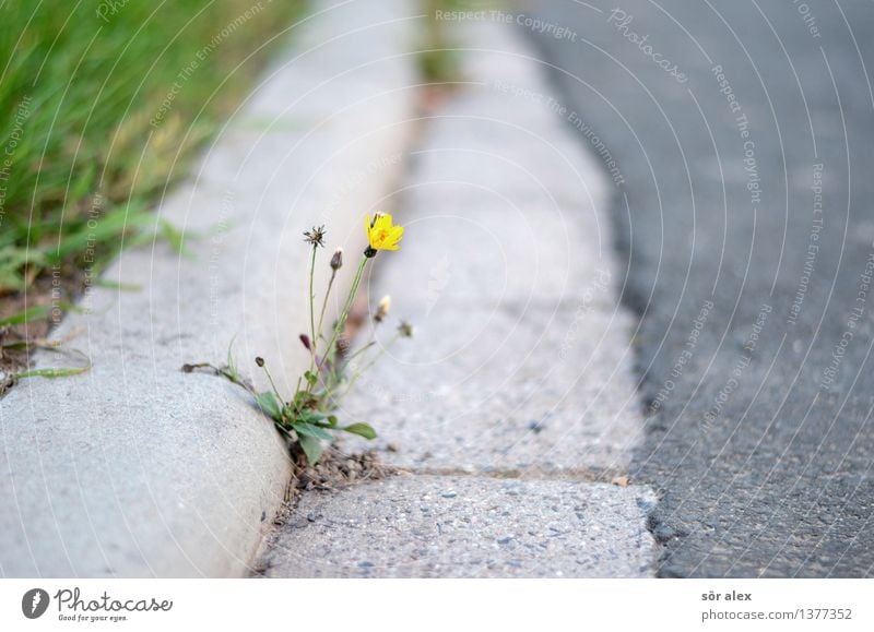 lonely Environment Nature Plant Flower Grass Street Curbside Loneliness Uniqueness Remote Tenacious Asphalt Colour photo Exterior shot Deserted Copy Space left