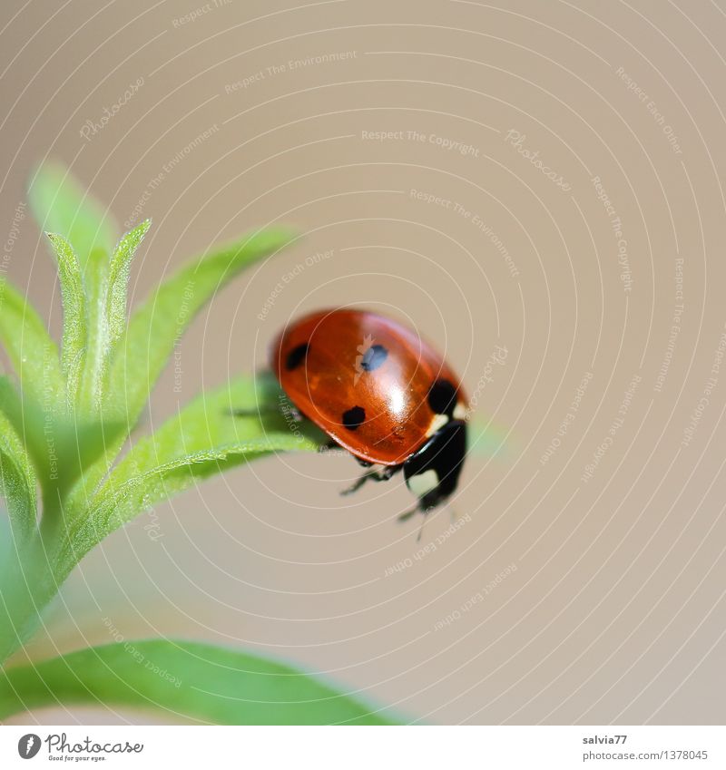 Step into emptiness Nature Plant Animal Spring Summer Leaf Foliage plant Wild animal Beetle Ladybird Seven-spot ladybird 1 To fall Crawl Illuminate Glittering