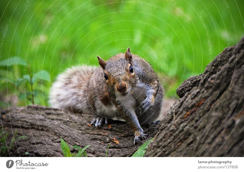 250 - You're looking?! Manhattan Americas Squirrel Rodent Animal Timidity Amazed Curiosity Tree Tree bark Meadow Park Hazelnut Spring Summer Seasons Autumn