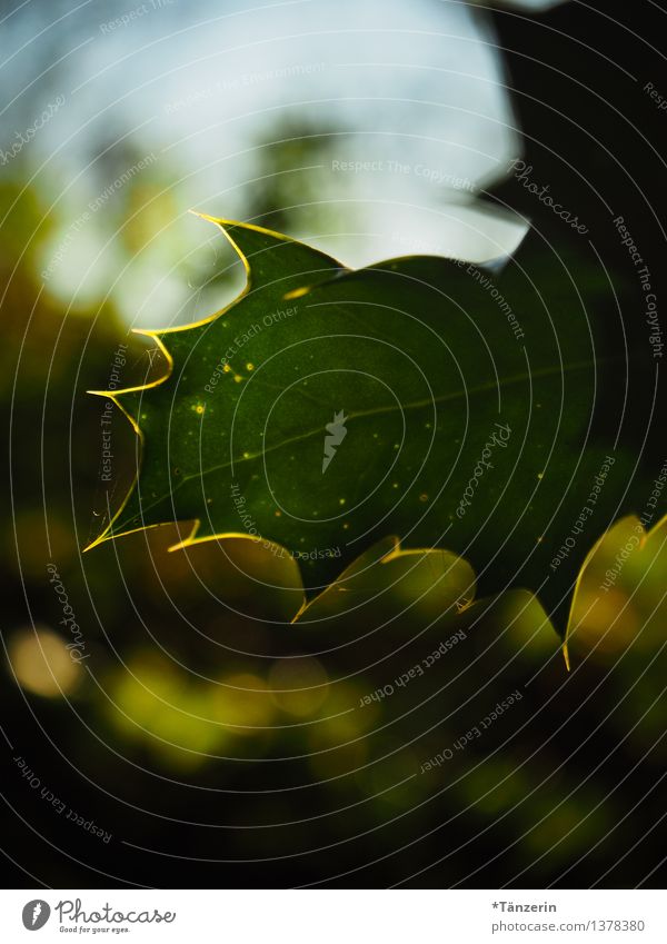 pretty prickly Nature Plant Sunlight Autumn Tree Leaf Forest Strong Green Thorny Colour photo Subdued colour Exterior shot Deserted Day Back-light