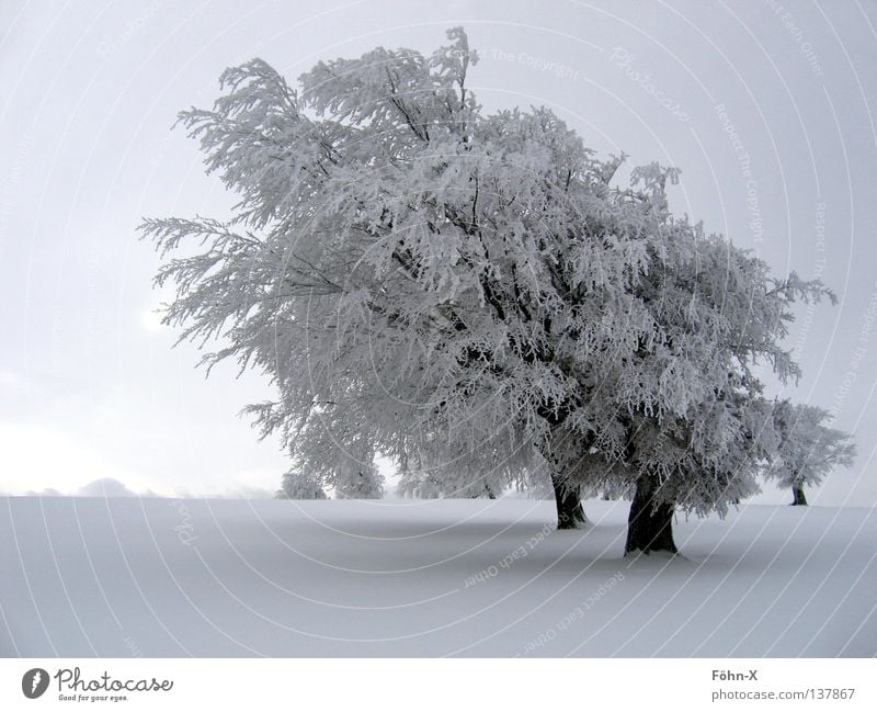 winter atmosphere Tree Winter Cold Dark Fog Snow Ice Landscape