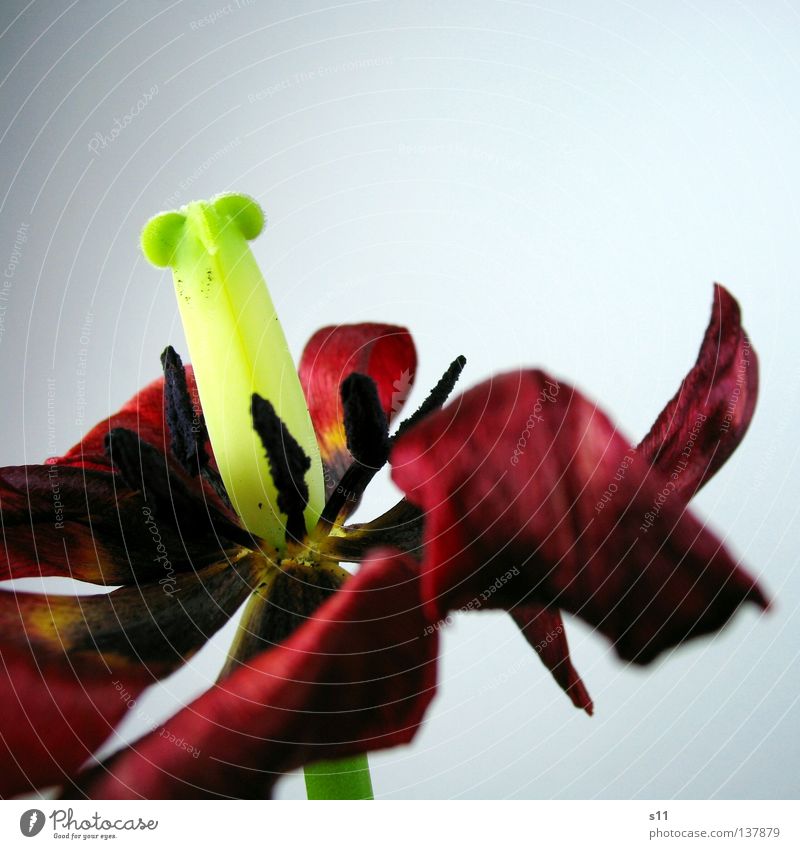 Miss Tulipa Bordeaux Flower Blossom Limp Dry Past Transience Blossom leave Bright green Pea green Red Old Spring Macro (Extreme close-up) Close-up tulipa