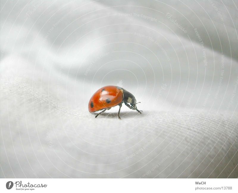 Ladybird 2 Insect Wood Corner Cloth Crawl May bug Wood flour Nature Red Spotted Edge Fine rib Bow Summer Spring Garden Park Beetle Flying Detail June beetle