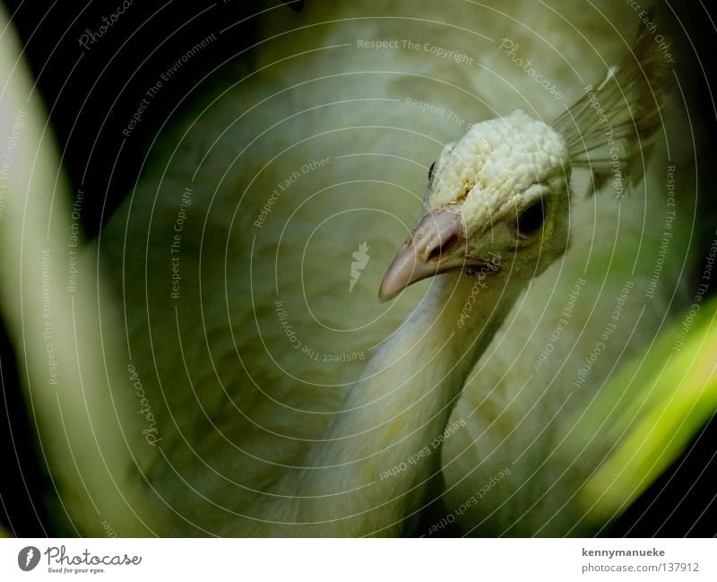 White Peacock Bali Albino Bird white indonesia wildlife conservation eye crown