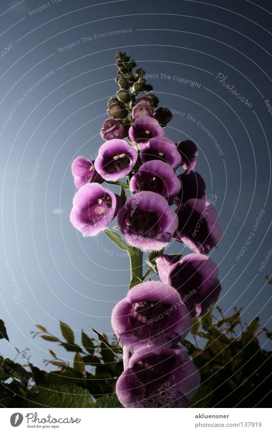 skyscrapers Foxglove Blossom Dark Violet Green Under Pattern Multiple Plant Red foxglove Poison Sky Colour Reflection Calyx Blue Many Point Lighting