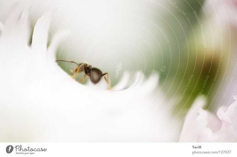 gentle movement Soft Blossom Blossom leave Flower White Depth of field Ant Small Movement Crawl Insect Macro (Extreme close-up) Light Tunnel Feeler Legs Animal