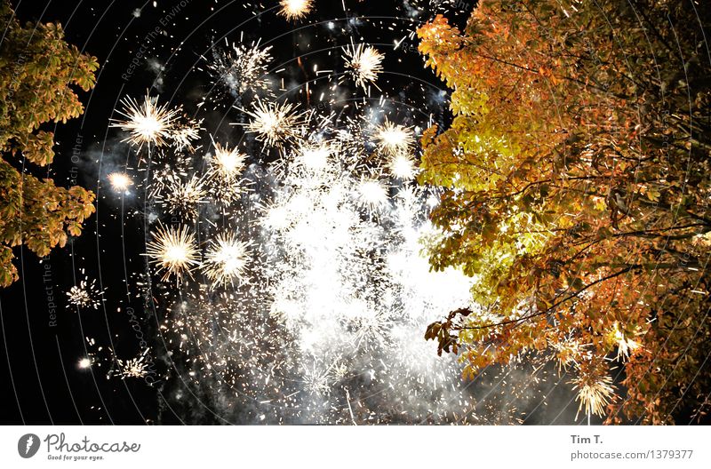 birthday Tree Happy Firecracker Chestnut tree Night life Colour photo Exterior shot Deserted Light Light (Natural Phenomenon)